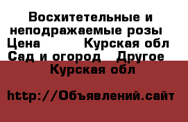 Восхитетельные и неподражаемые розы › Цена ­ 150 - Курская обл. Сад и огород » Другое   . Курская обл.